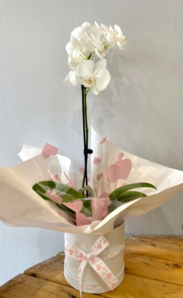 Orchid plant 